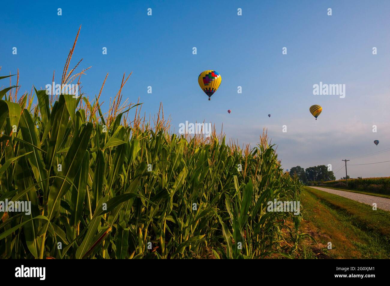 Hot air balloons float above a cornfield near Indianola, Iowa Stock ...