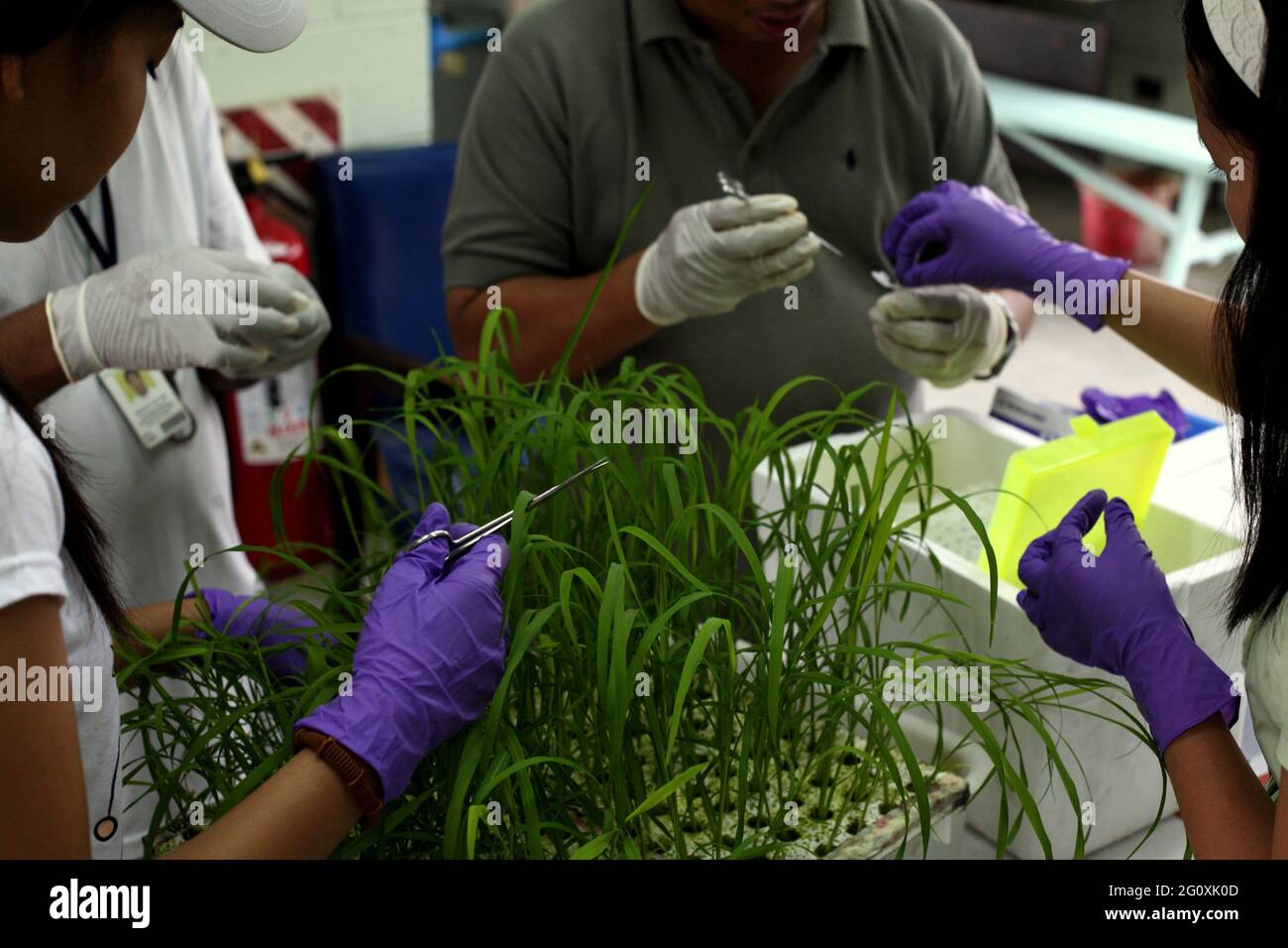 The International Rice Research Institute (IRRI) at Los Baños, Philippines. Stock Photo