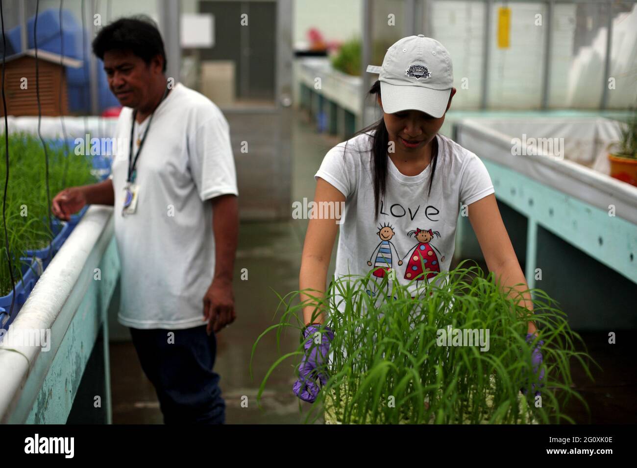 The International Rice Research Institute (IRRI) at Los Baños, Philippines. Stock Photo