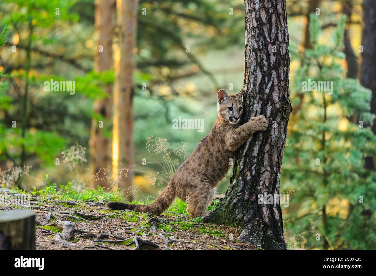The cougar (Puma concolor) in the forest at sunrise. Young dangerous carnivorous beast. Stock Photo