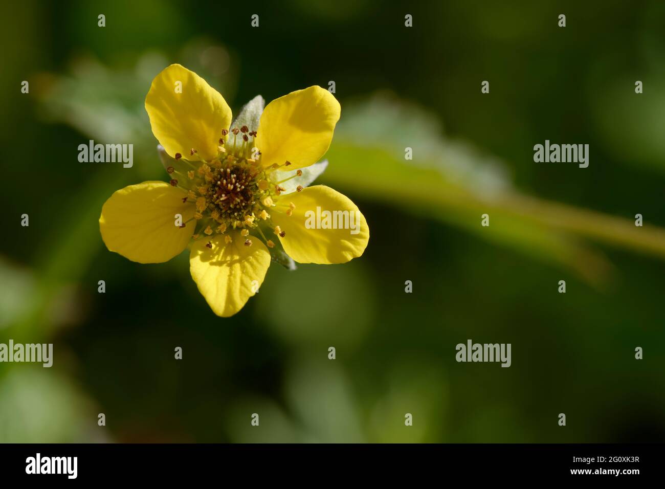 Herb hires stock photography and images Alamy