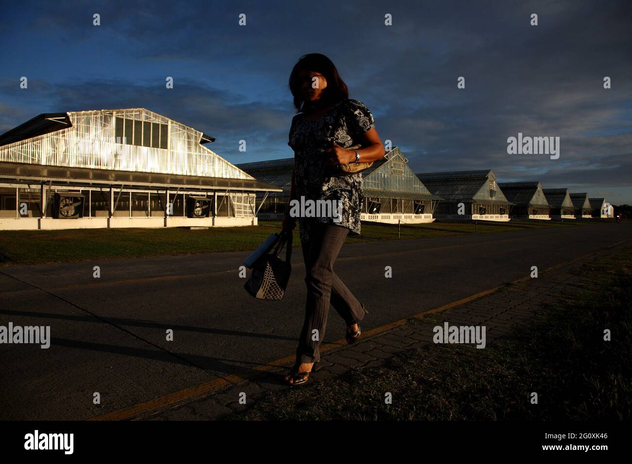 A worker walking by the greenhouses at the International Rice Research Institute (IRRI) at Los Baños, Philippines, at sunset. Stock Photo