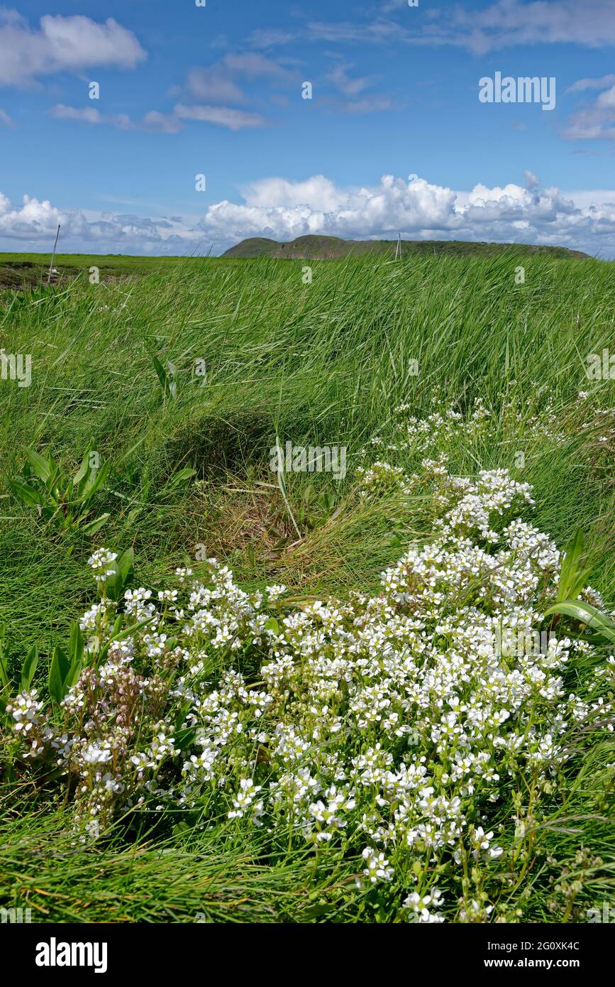 English Scurvygrass - Cochlearia anglica, saltmasrh flower with Brean Down in the background Stock Photo