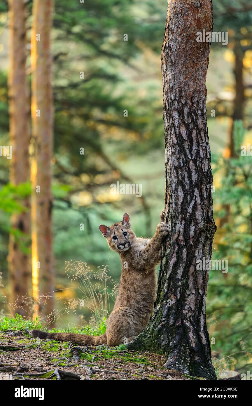 Puma concolor face hi-res stock photography and images - Page 9 - Alamy
