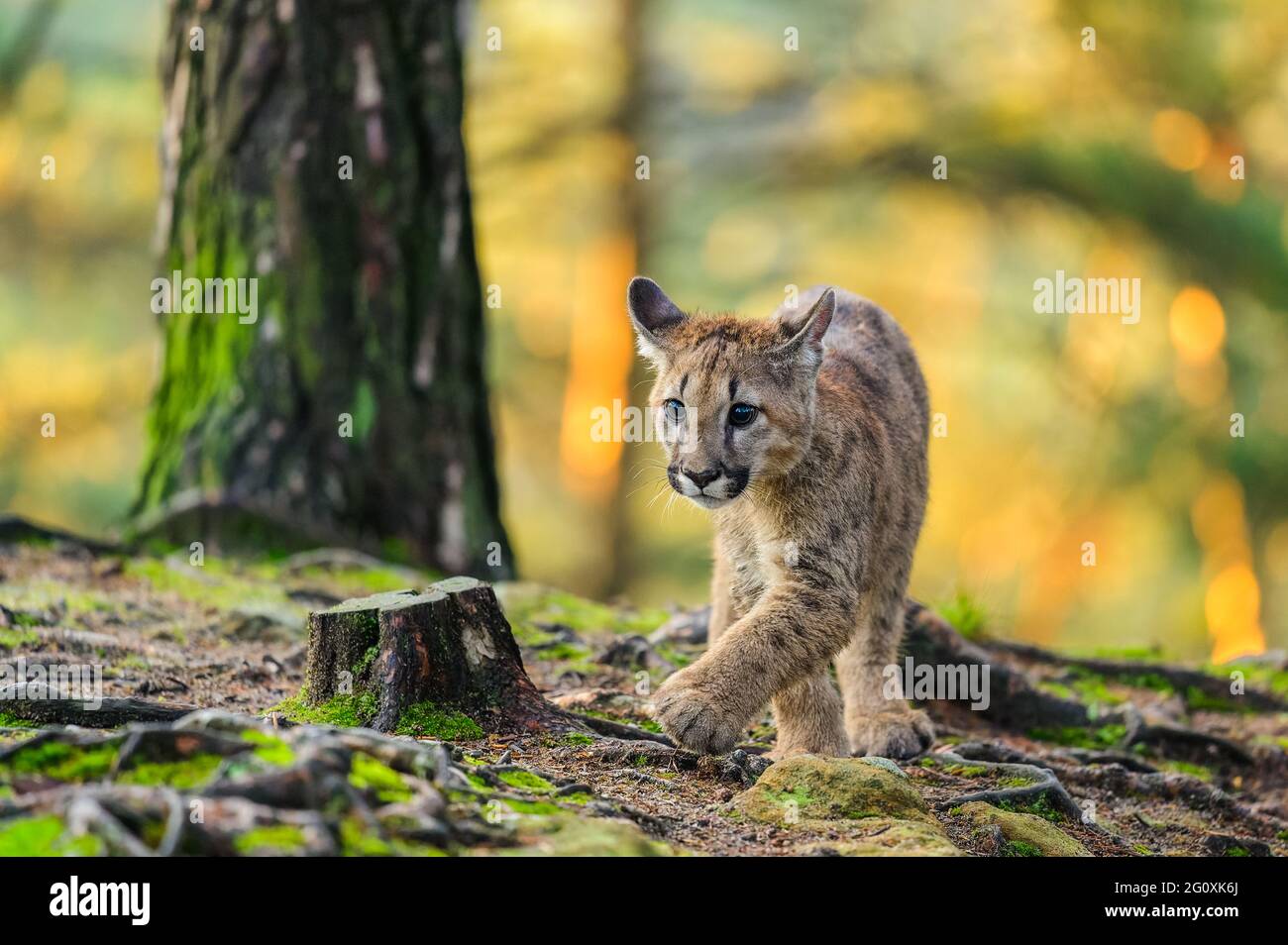 The cougar (Puma concolor) in the forest at sunrise. Young dangerous  carnivorous beast Stock Photo - Alamy