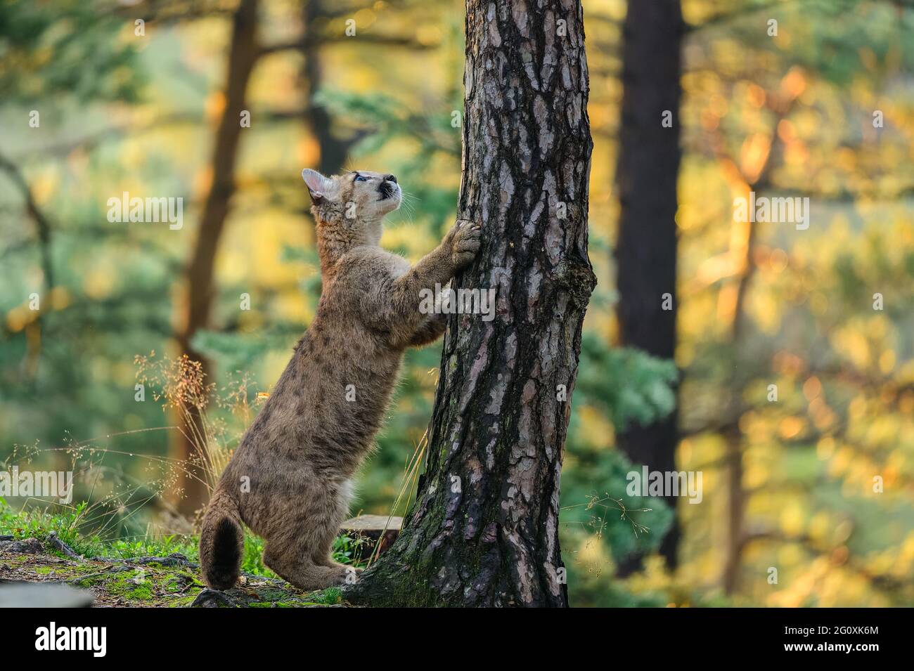 The cougar (Puma concolor) in the forest at sunrise. Young dangerous  carnivorous beast Stock Photo - Alamy