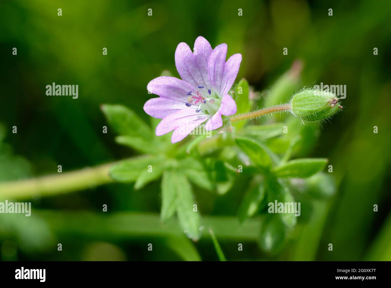 Doves foot Cranesbill - Geranium molle, Leaves & Pink Flower Stock Photo