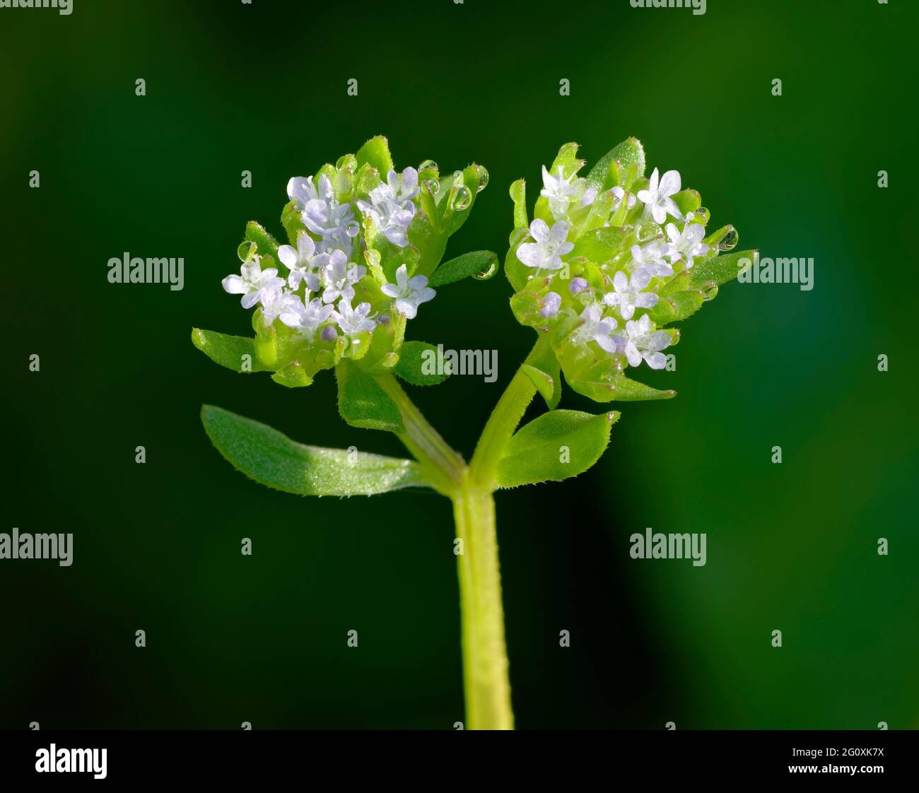 Common Cornsalad or Lamb’s Lettuce - Valerianella locusta, a common garden weed with morning dew drops Stock Photo