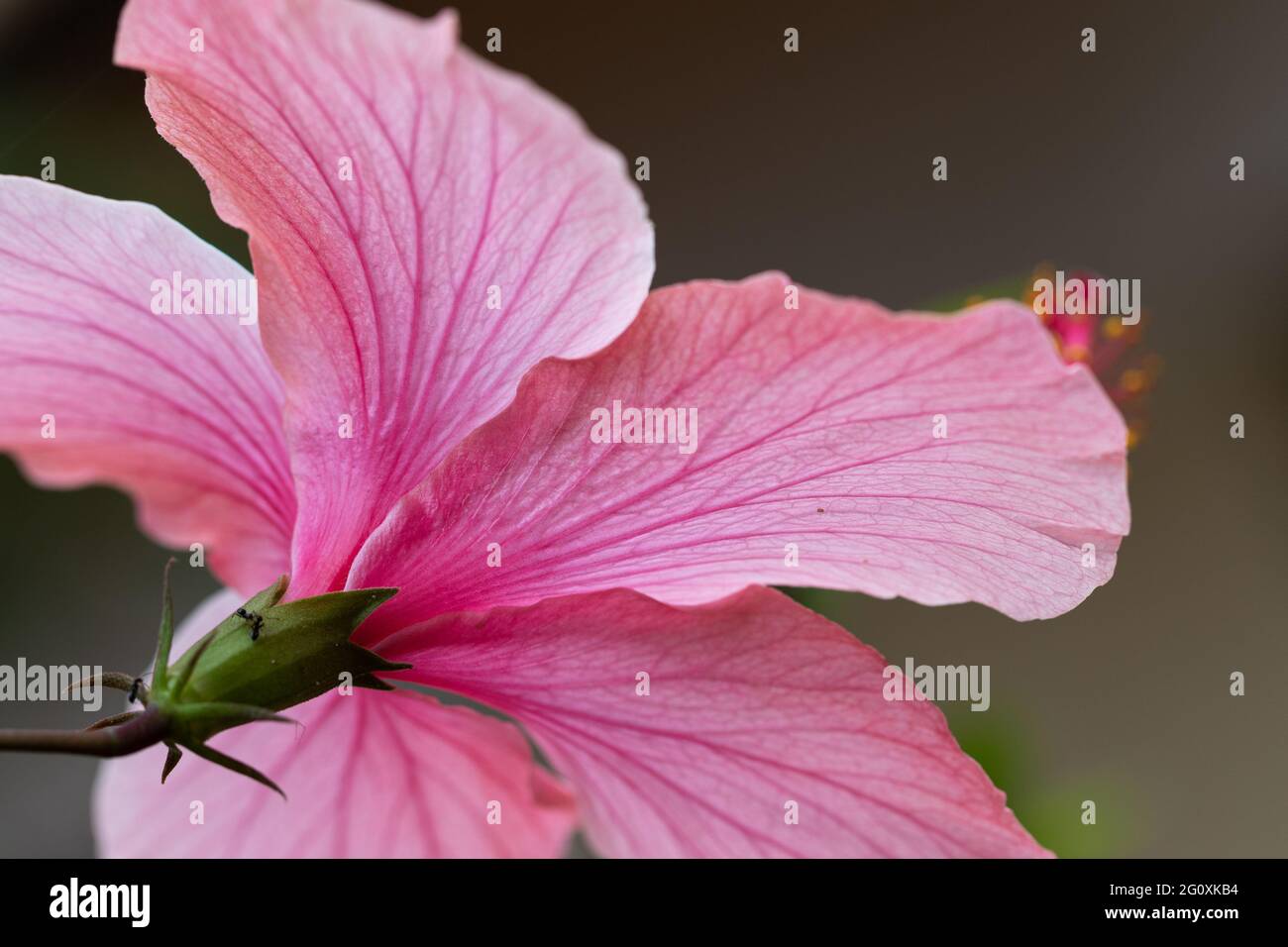 The pink flower of a hibiscus Stock Photo