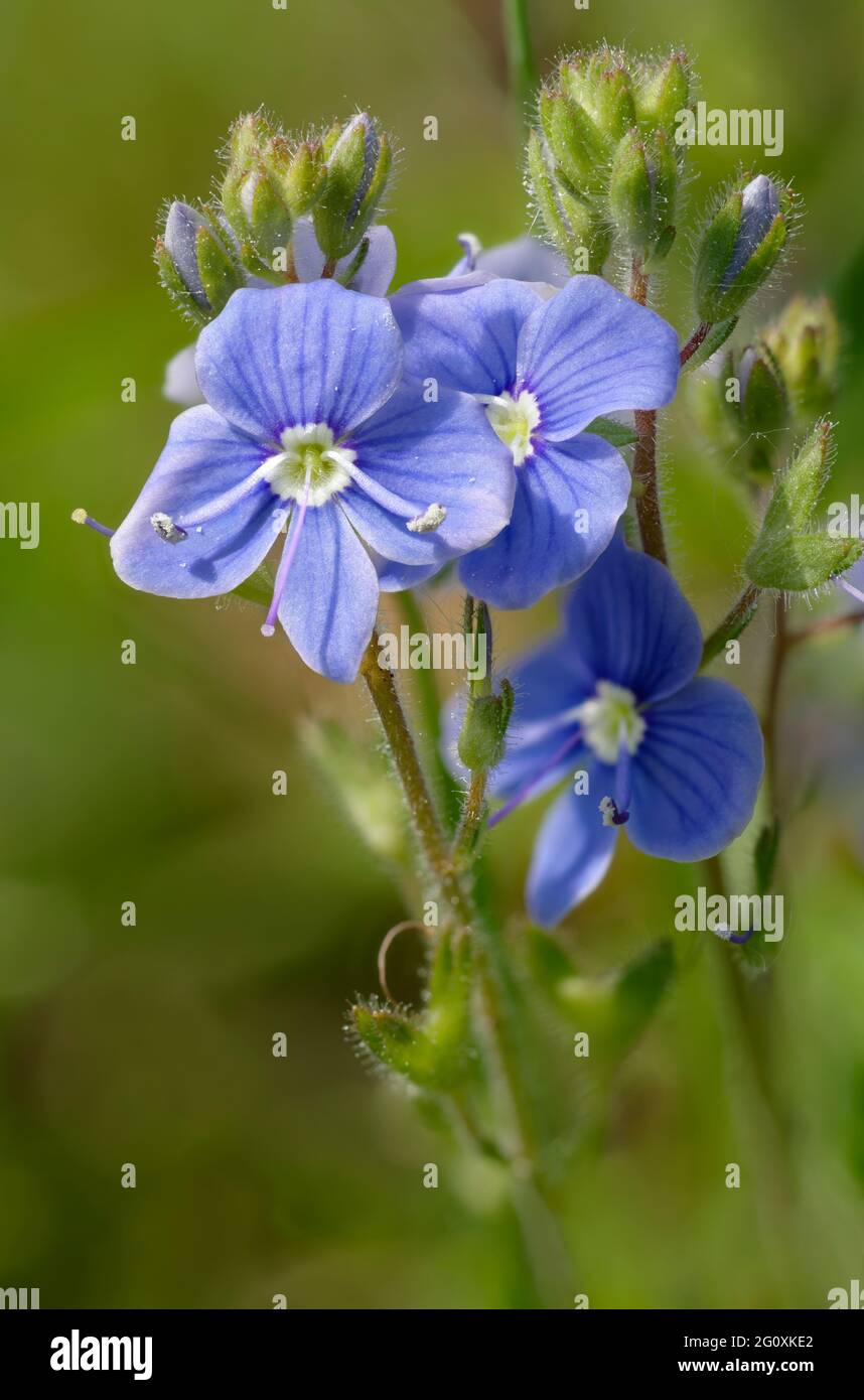 Germander Speedwell - Veronica chamaedrys, closeup of flowers & buds Stock Photo