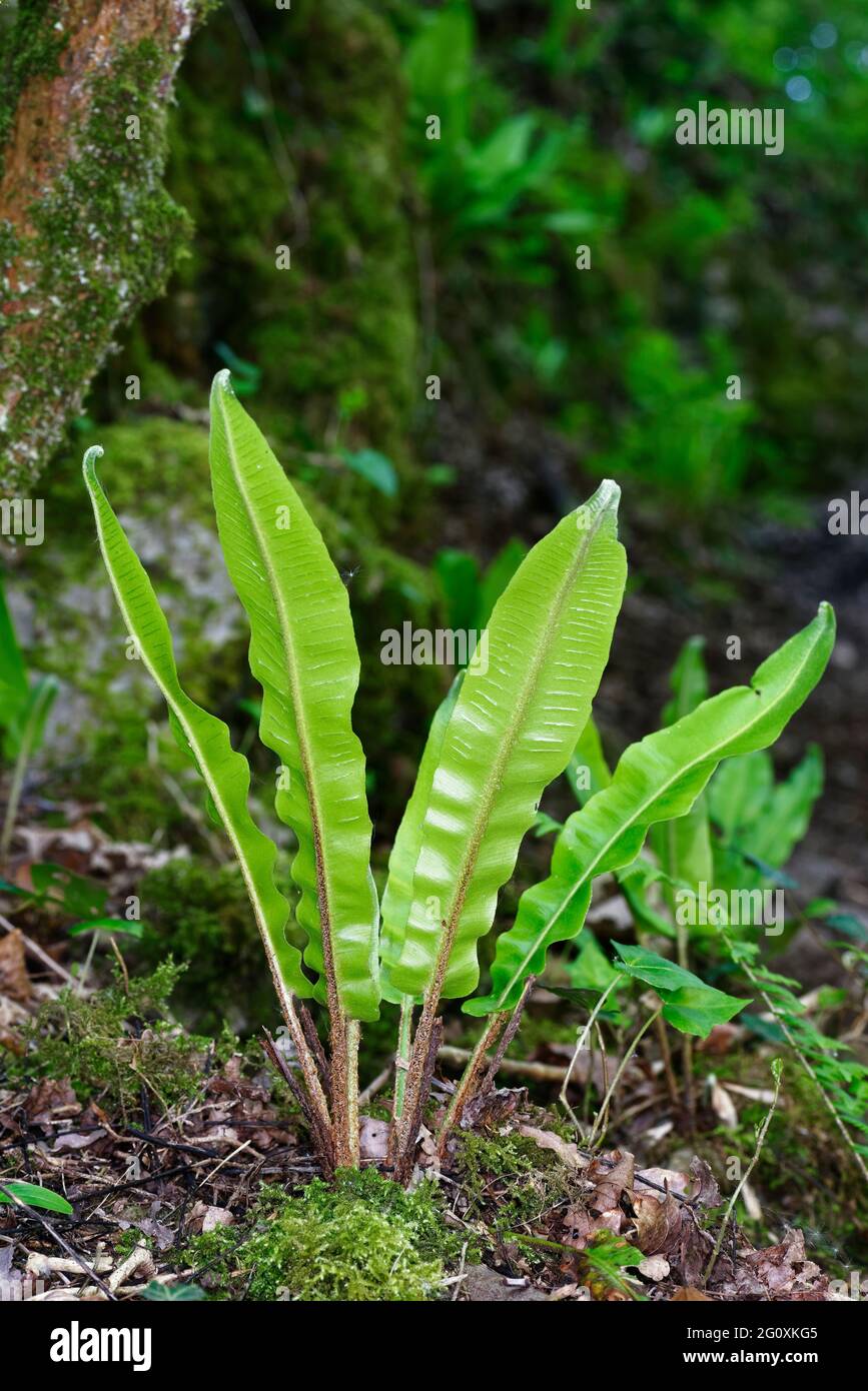 Hart's Tongue Fern - Asplenium scolopendrium, fresh fronds on rock ledge in forest Stock Photo