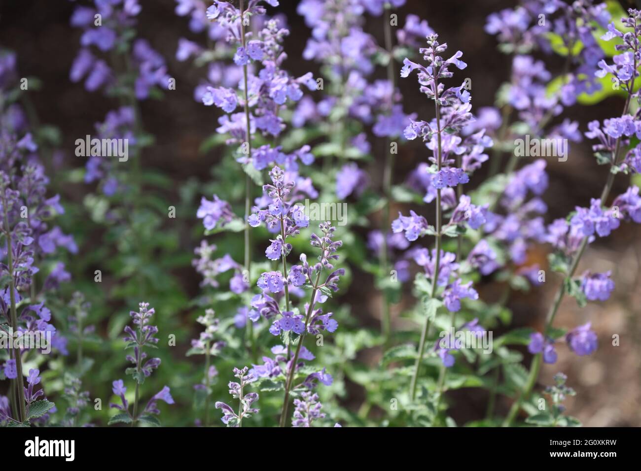 Close up of blooming Catmint Walkers Low, Nepeta faassenii, with purple flowers in the spring Stock Photo