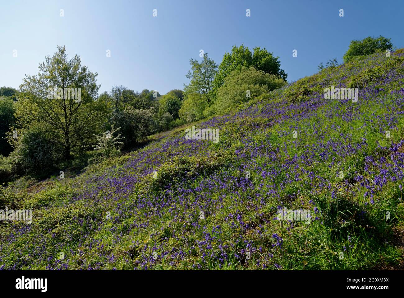Bluebells - Hyacinthoides non-scriptus above West Twin Brook valley, Burrington Combe, Somerset Stock Photo