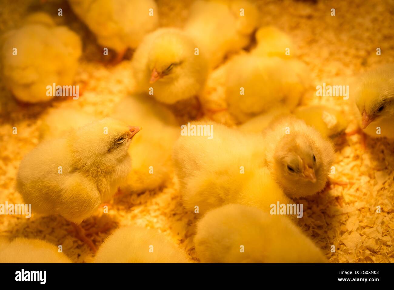 A Group of young chickens in a chicken coop under a warm lamp in sawdust Stock Photo Alamy