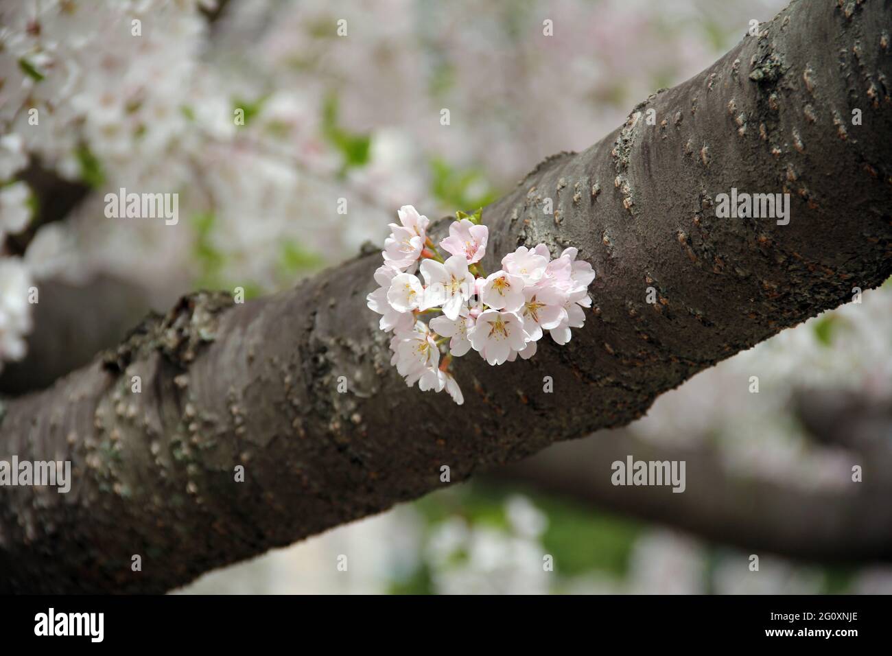 Prunus ‘Pink Shell’ ornamental cherry tree blossom on branch during a sunny warm spring day Stock Photo
