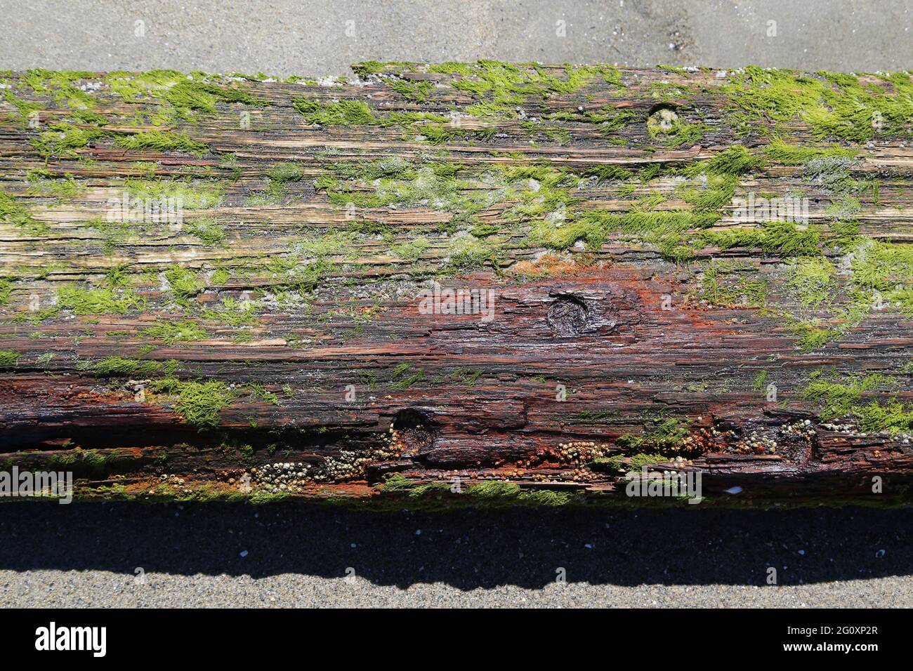 Wet rot hi-res stock photography and images - Alamy