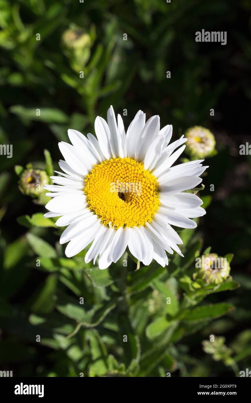 Shasta daisy 'silver princess' Stock Photo Alamy