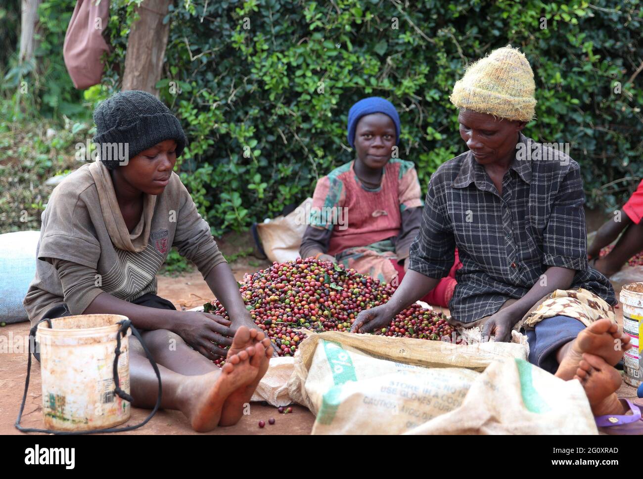 Ruiru, Kenya. 3rd June, 2021. Workers sort coffee beans at a coffee estate in Ruiru, a suburb on the outskirts of Nairobi, Kenya, on June 3, 2021. Recently, Kenya entered the coffee bean harvest season. Coffee is one of the major foreign exchange earners for Kenya, with the crop contributing about six percent of total export earnings and 0.3 percent of the country's gross domestic product. Credit: Long Lei/Xinhua/Alamy Live News Stock Photo