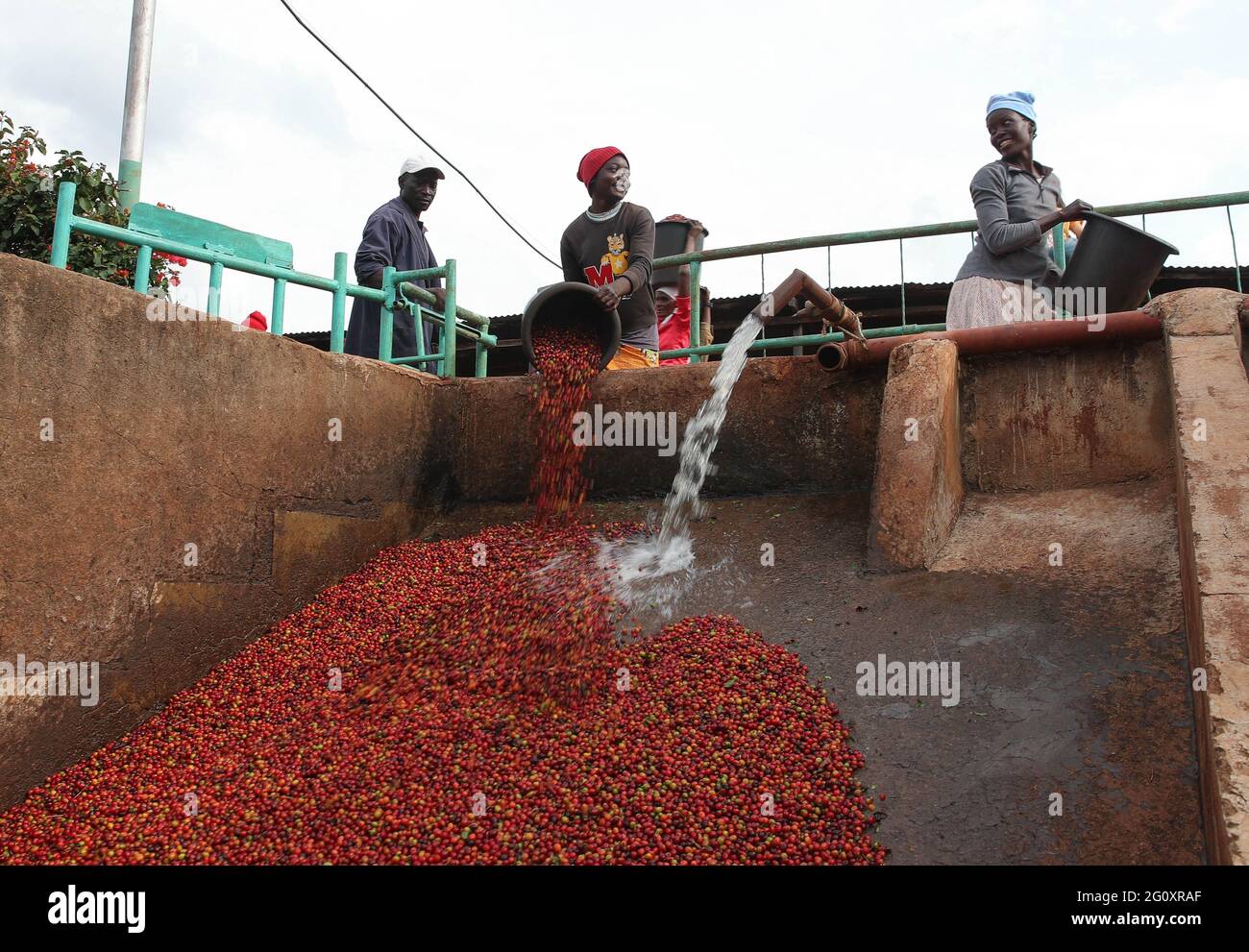 Ruiru, Kenya. 3rd June, 2021. A worker pours coffee beans to a cleaning station at a coffee estate in Ruiru, a suburb on the outskirts of Nairobi, Kenya, on June 3, 2021. Recently, Kenya entered the coffee bean harvest season. Coffee is one of the major foreign exchange earners for Kenya, with the crop contributing about six percent of total export earnings and 0.3 percent of the country's gross domestic product. Credit: Long Lei/Xinhua/Alamy Live News Stock Photo