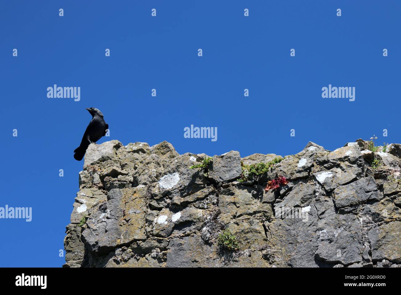 crow on a rock wall Stock Photo