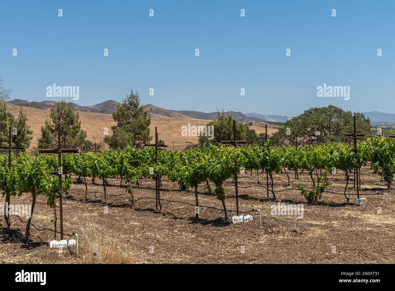 Hawkes Bay vineyard with dew on vines
