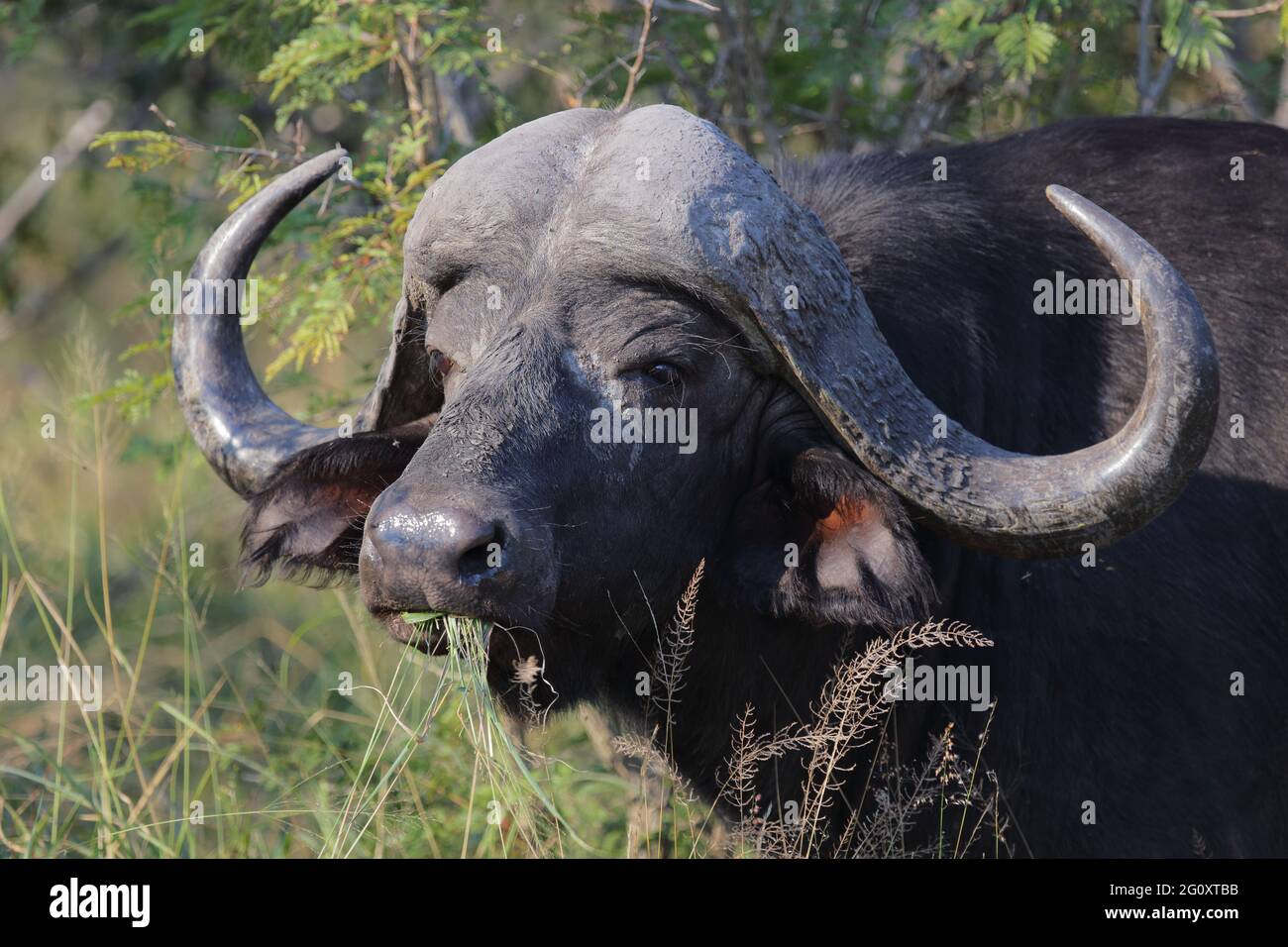 Kaffernbüffel / African buffalo / Syncerus caffer Stock Photo - Alamy