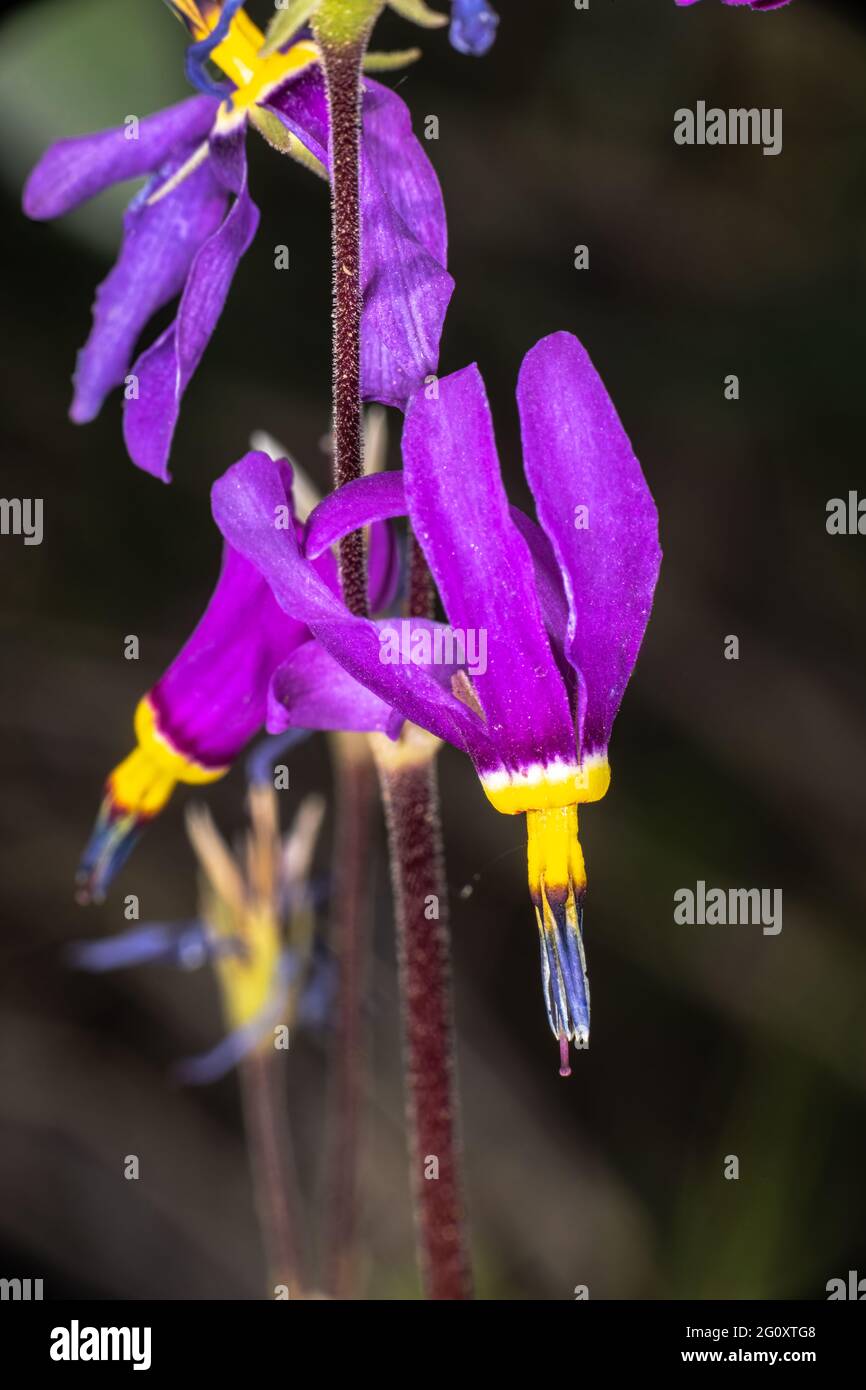 Alpine Shooting Star (Dodecatheon alpinum) Stock Photo