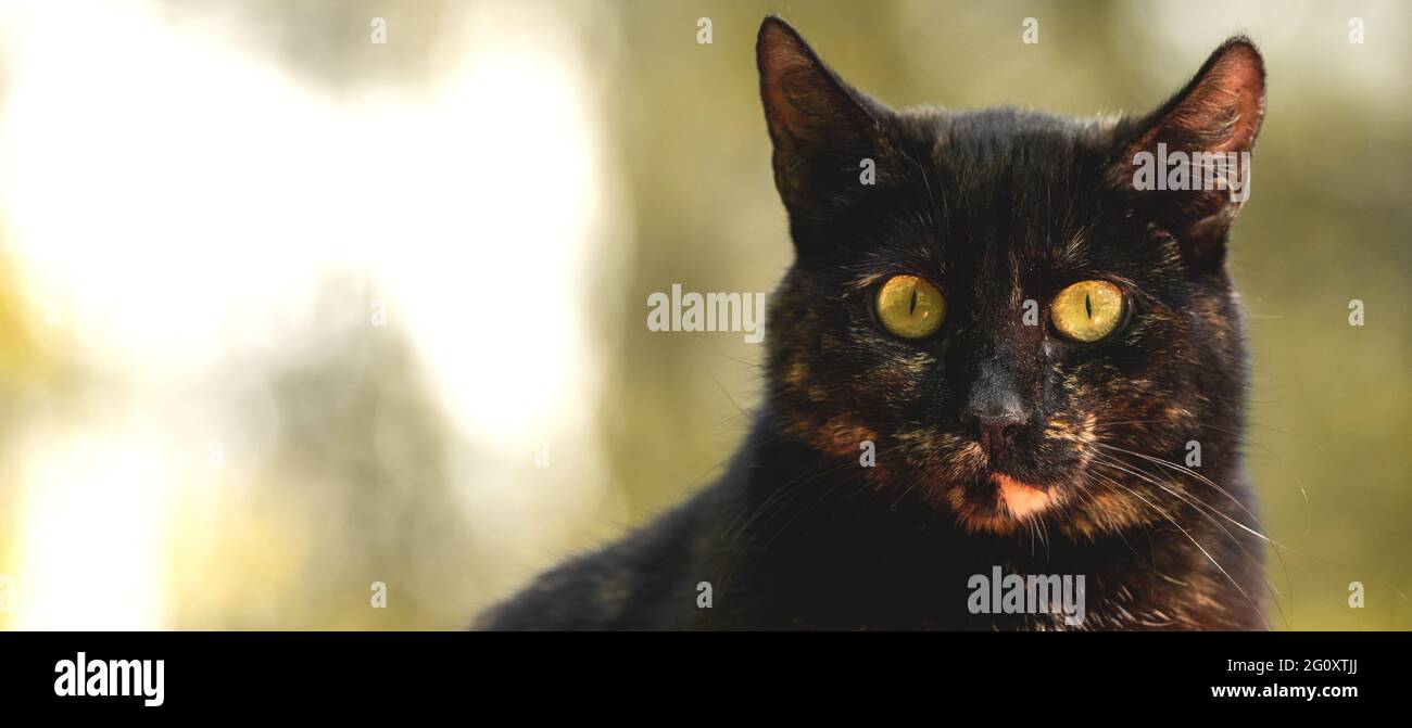 Confused and sad stray cat banner, homeless animals concept, copy space photo Stock Photo