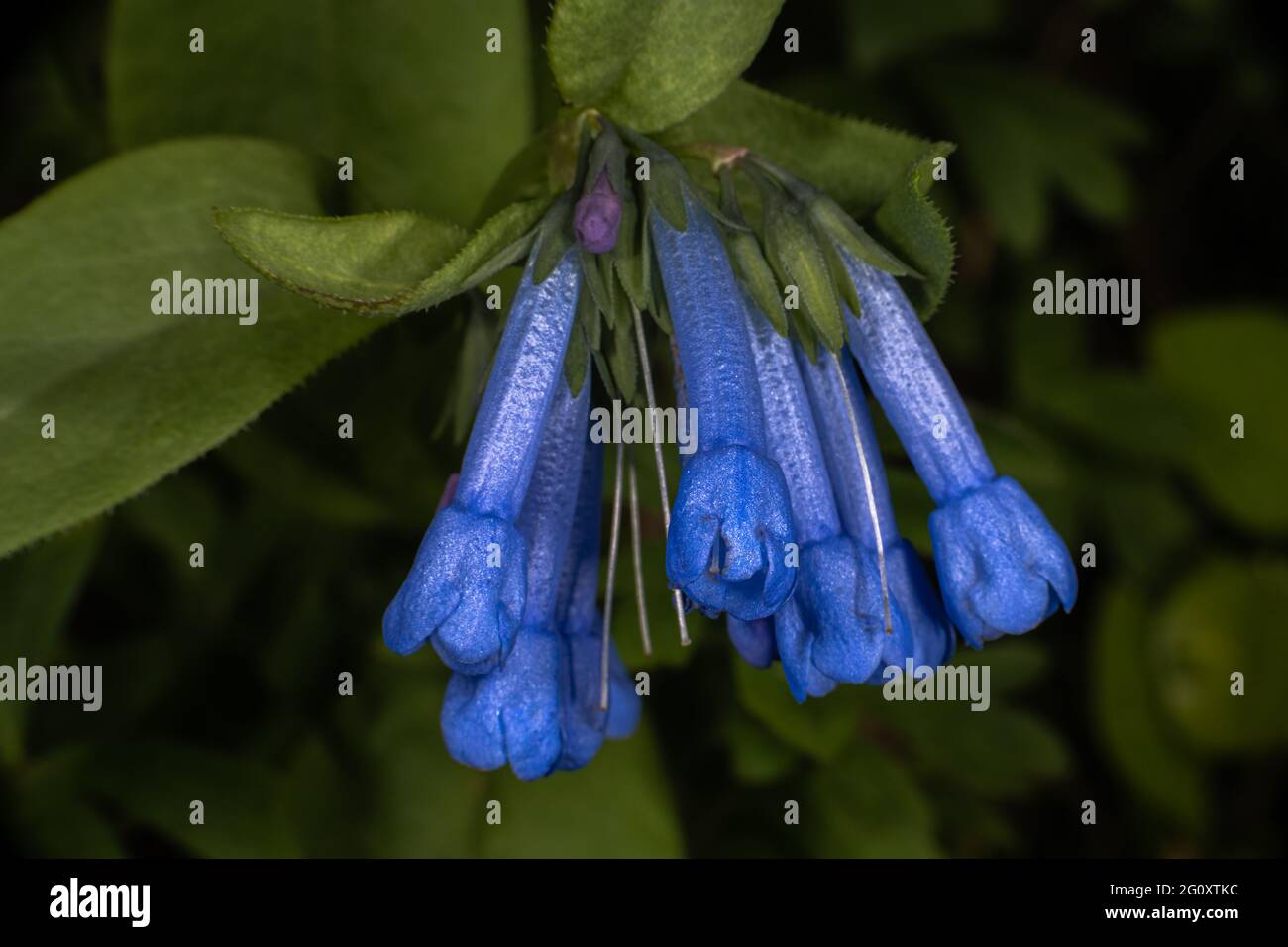 Long-flowered Bluebell (Mertensia longiflora) Stock Photo