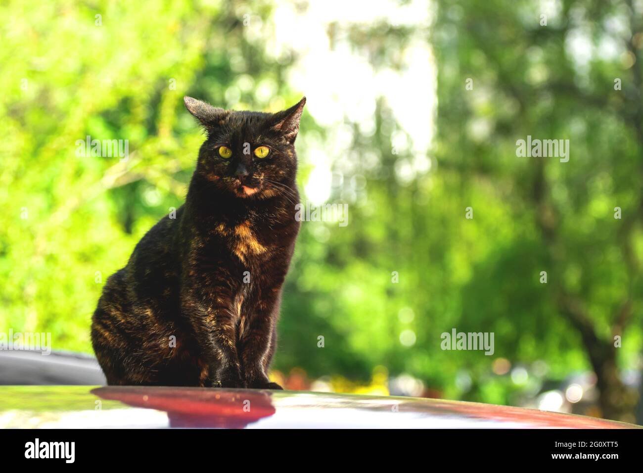 Stray cat sitting on the car roof on a parking, homeless animals among us  concept, greenery background with copy space photo Stock Photo - Alamy