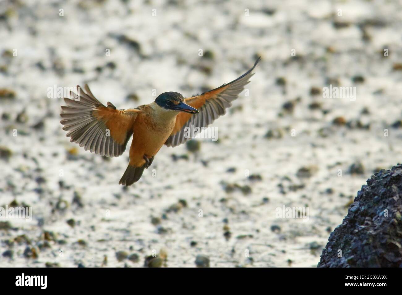 Kingfisher landing on a rock perch carrying food with spread wings
