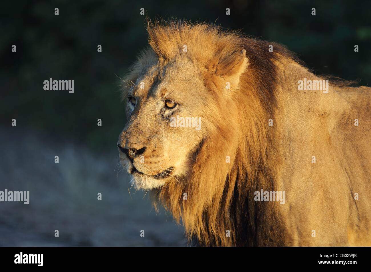 Afrikanischer Löwe / African lion / Panthera leo Stock Photo - Alamy