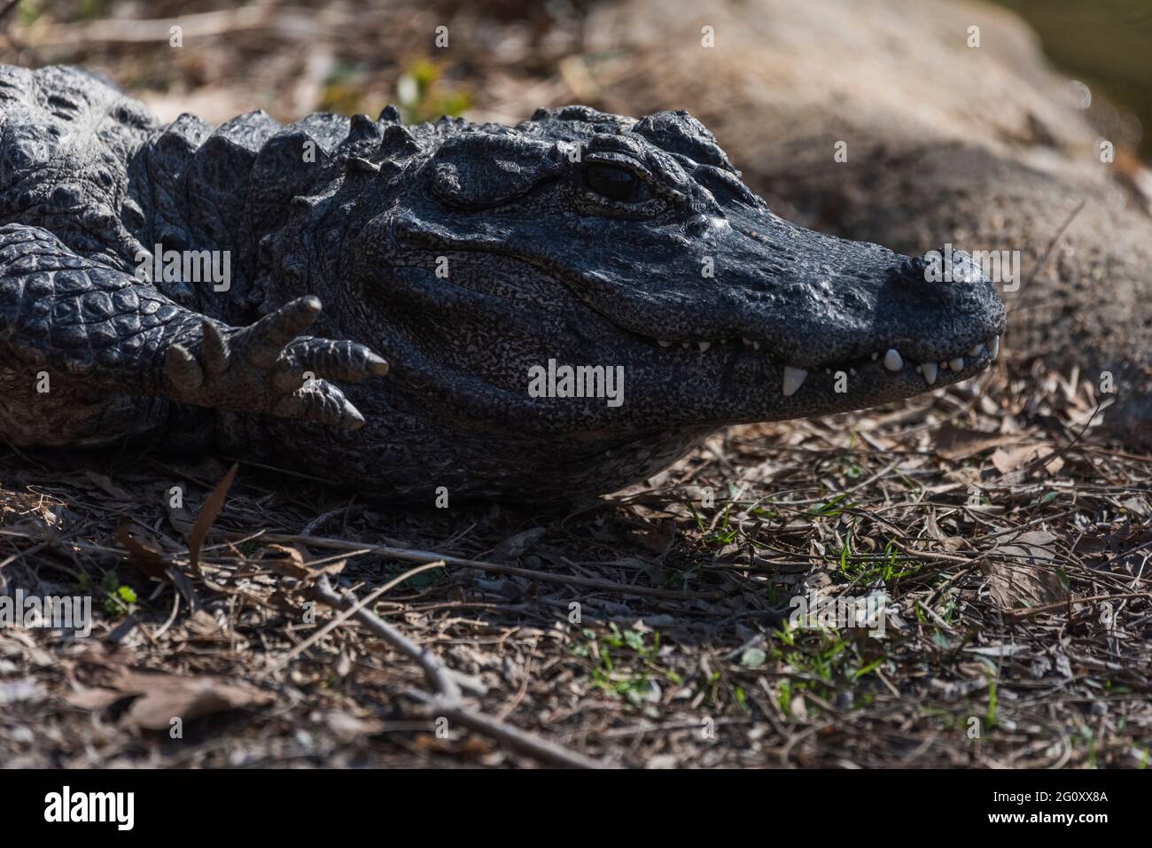 A critically endangered Chinese alligator appears to wave hello at the