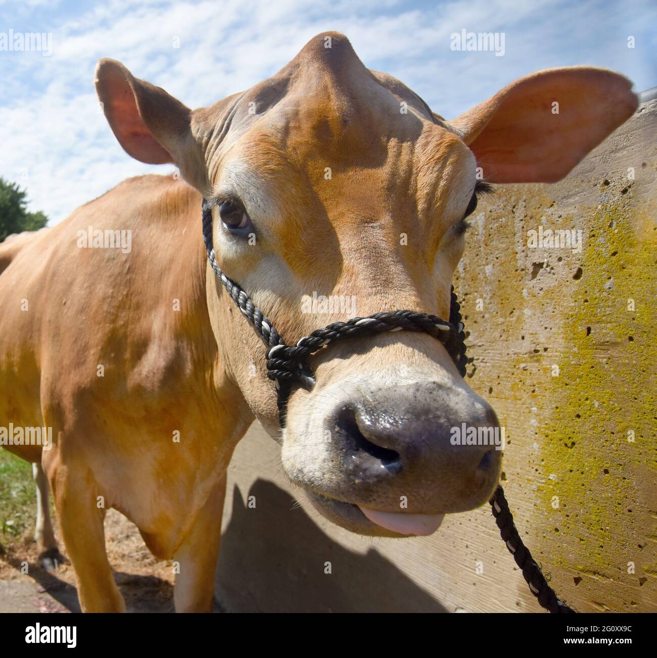 A cow appears to make a funny face Stock Photo - Alamy