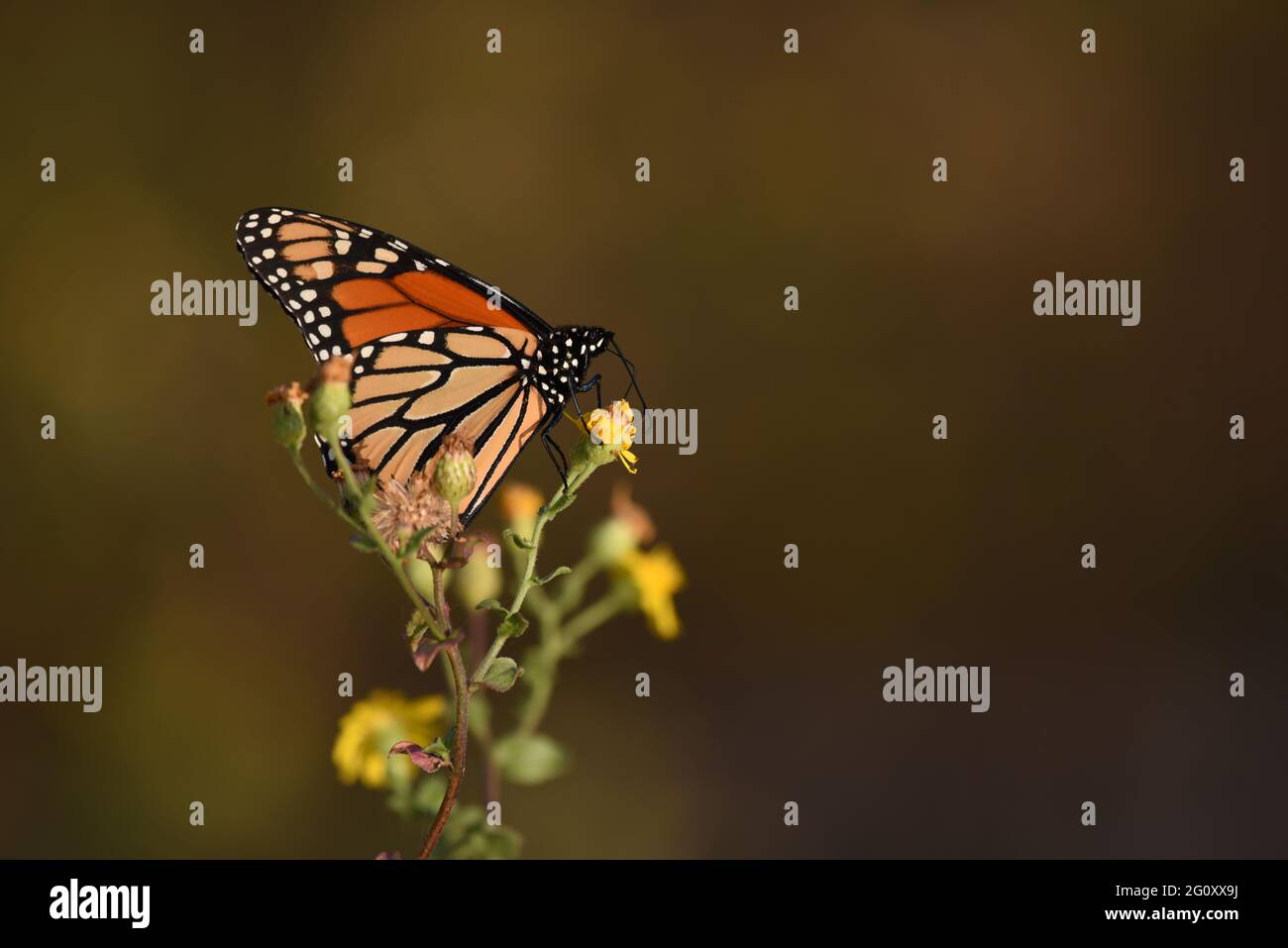 A monarch butterfly rests on a flower in an image featuring space for copy on the right. The image was taken in Daphne, AL, on Oct. 20, 2020. Stock Photo