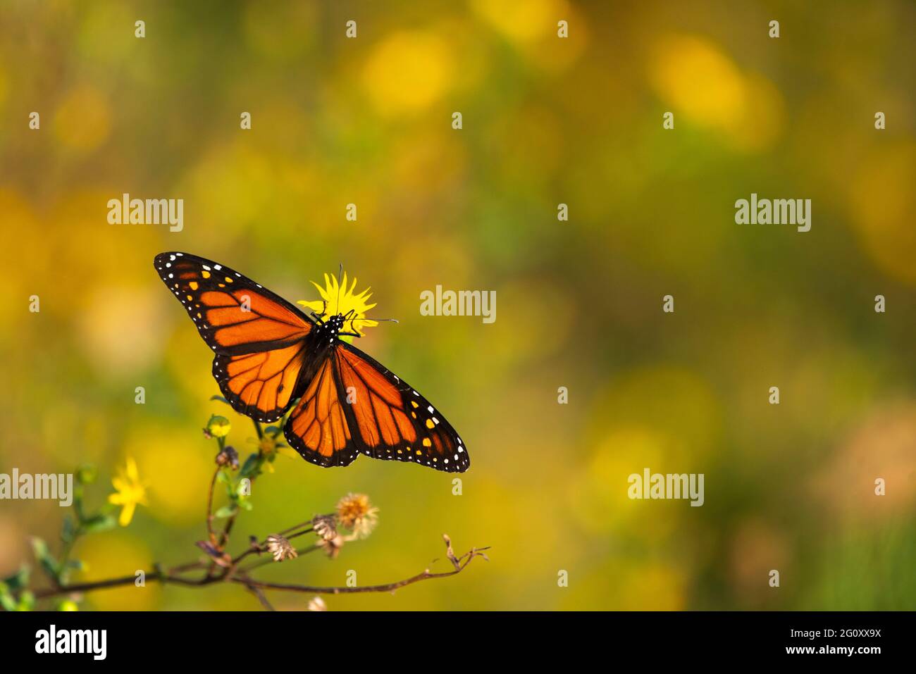 A monarch butterfly rests on a flower in Daphne, AL, on Oct. 20, 2020. The image features copy space on the right and above the focal point. Stock Photo