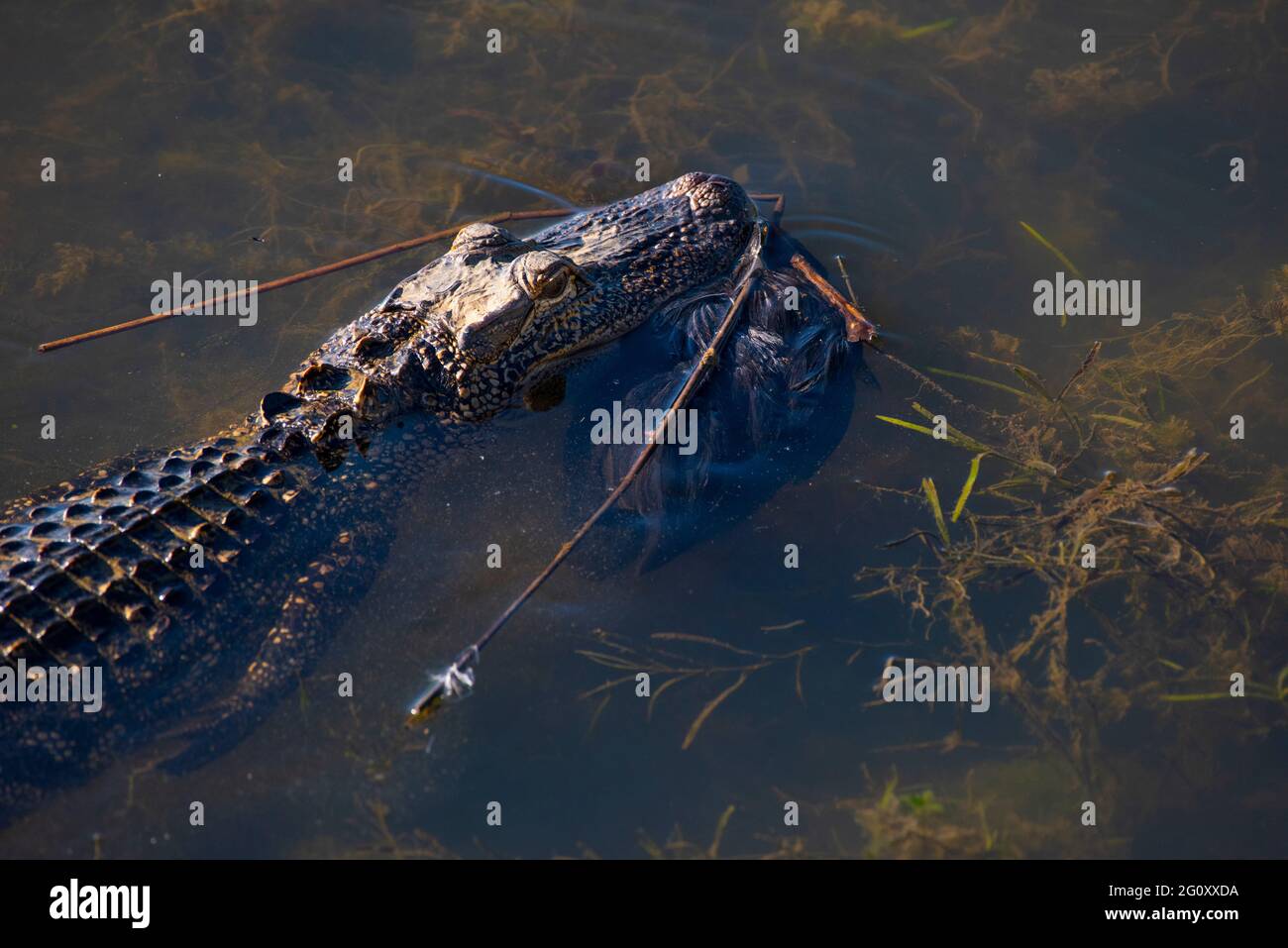 See You Later Alligator High Resolution Stock Photography And Images Alamy See You Later Alligator High Resolution Stock Photography And Images Alamy