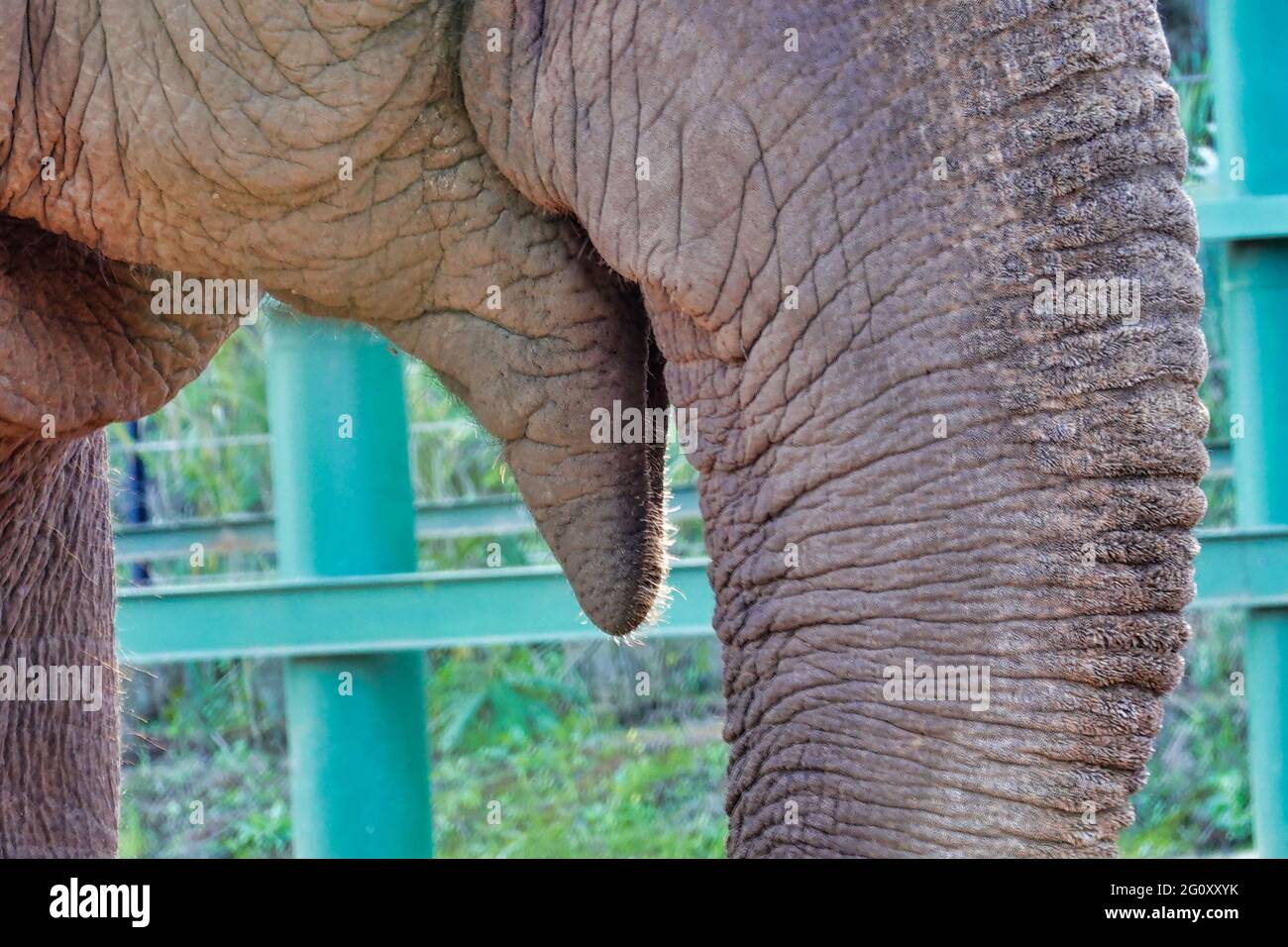 Closeup shot of an open mouth and trunk of an elephant Stock Photo