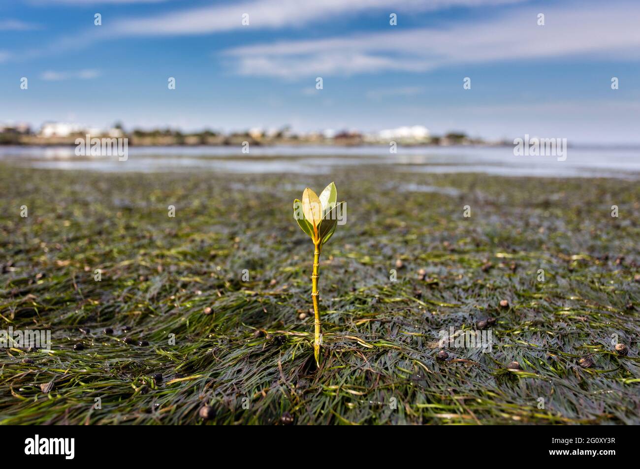 A young mangrove growing in the seagrass beds of Jawbone Sanctuary in Victoria, Australia. Stock Photo