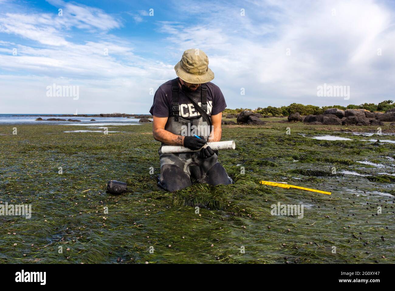 Scientist collecting a sediment core to asses carbon sequestration rates in the sediment of a tidal seagrass bed. Stock Photo