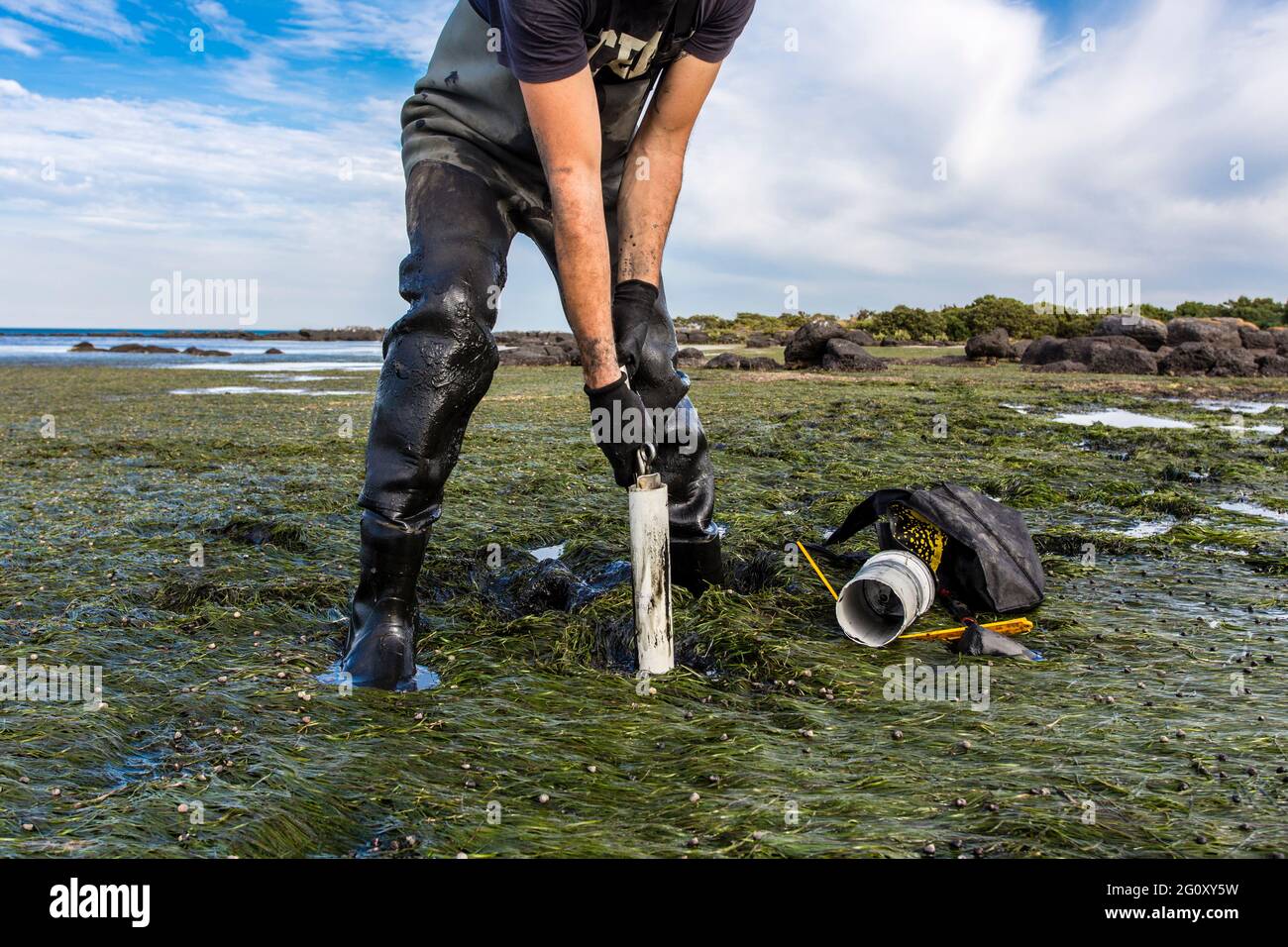Scientist collecting a sediment core to asses carbon sequestration rates in the sediment of a tidal seagrass bed. Stock Photo