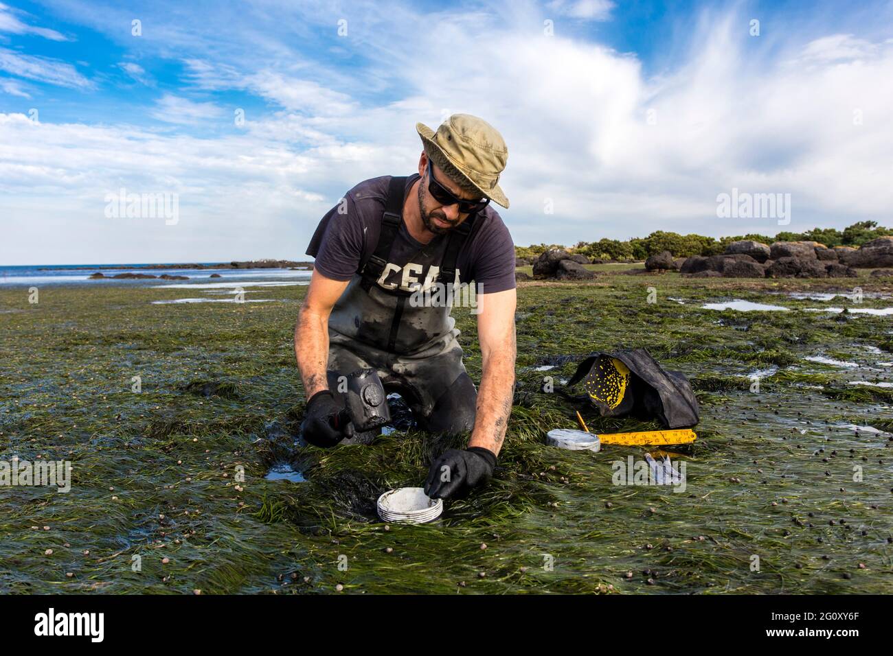 Scientist collecting a sediment core to asses carbon sequestration rates in the sediment of a tidal seagrass bed. Stock Photo