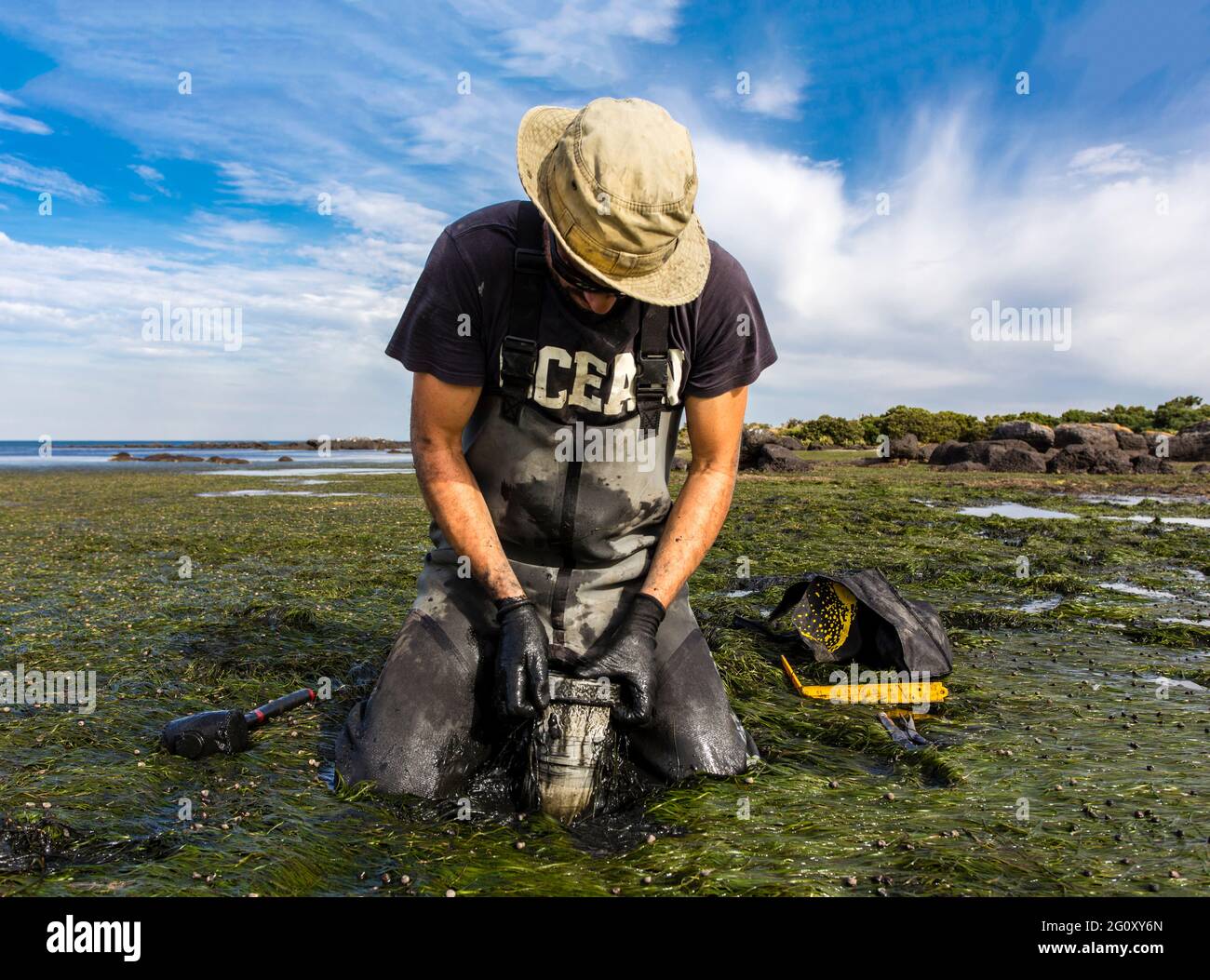 Scientist collecting a sediment core to asses carbon sequestration rates in the sediment of a tidal seagrass bed. Stock Photo