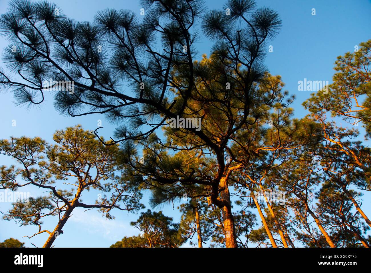 Pine trees in Fairhope, AL, USA, climb into the sky in an image taken on Nov. 1, 2020. Stock Photo
