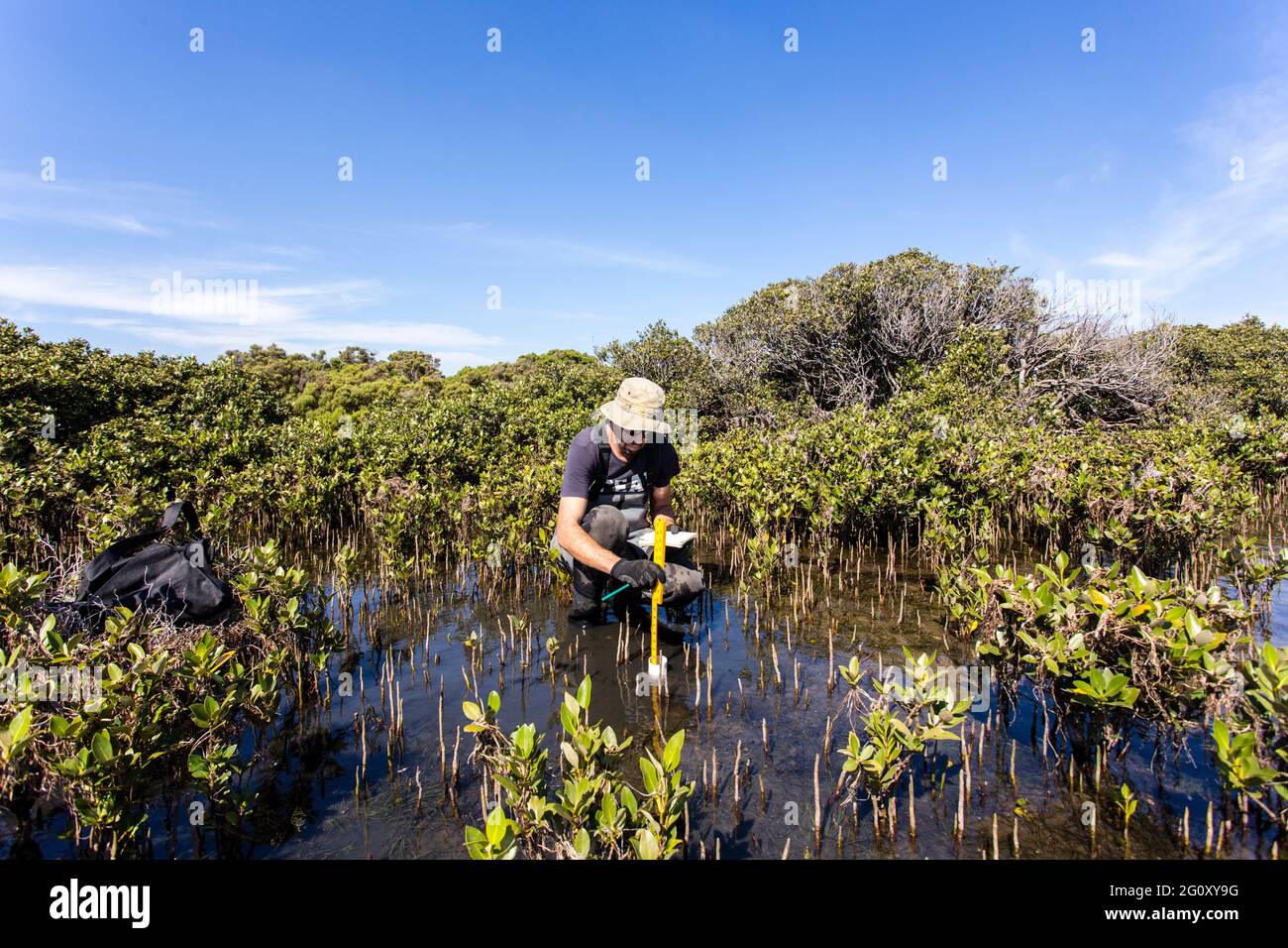 Scientist collecting a sediment core to asses carbon sequestration rates in the sediment of mangroves. Stock Photo