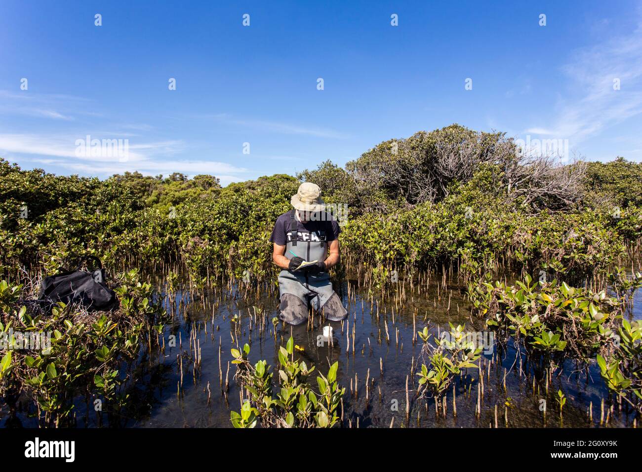 Scientist collecting a sediment core to asses carbon sequestration rates in the sediment of mangroves. Stock Photo