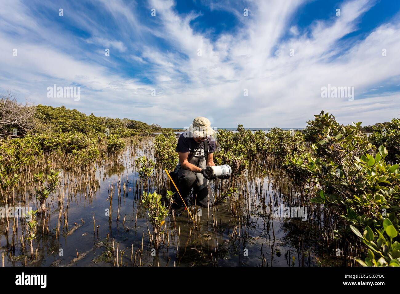 Scientist collecting a sediment core to asses carbon sequestration rates in the sediment of mangroves. Stock Photo