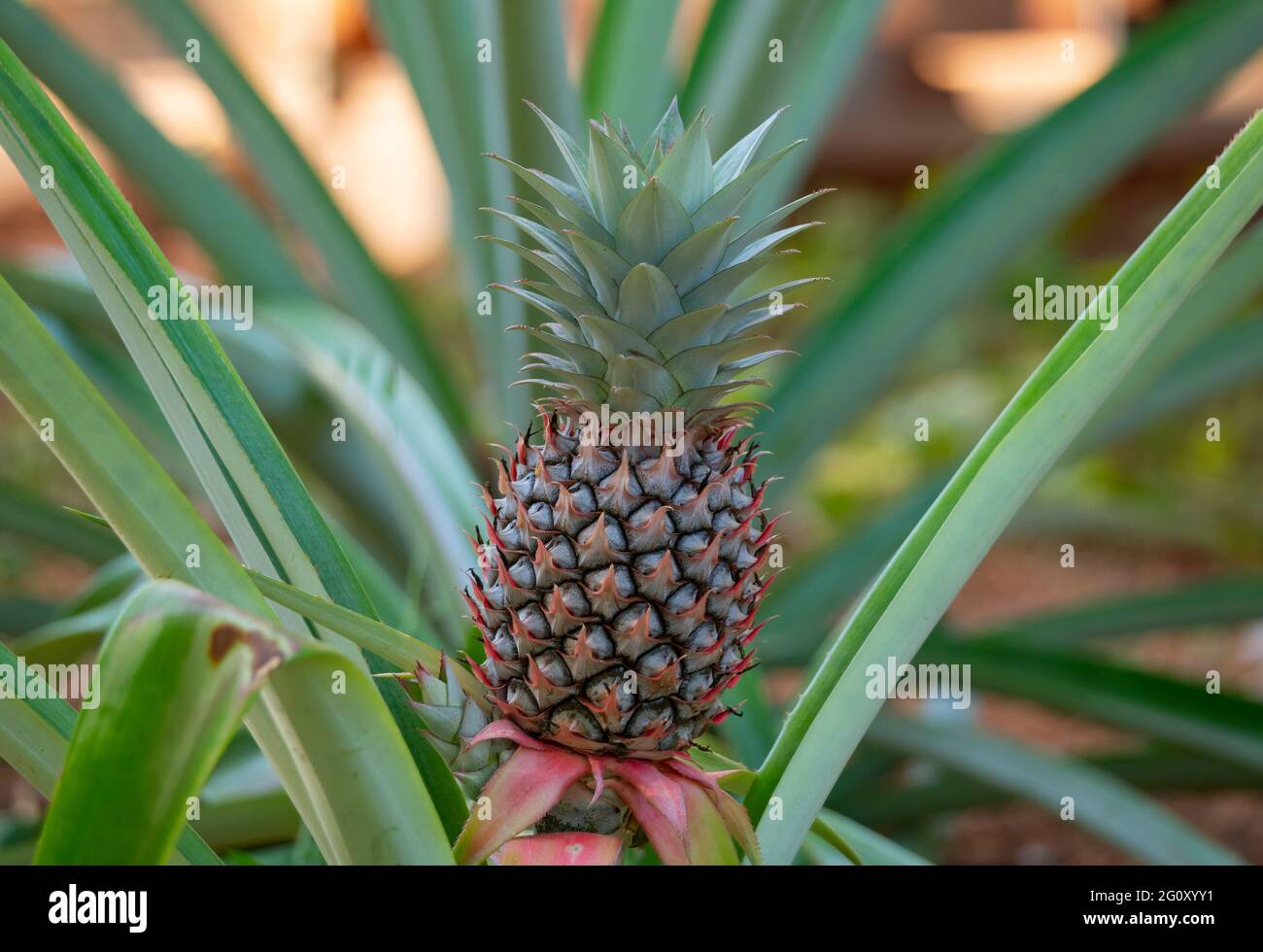 A pineapple, Ananas comosus, plant with fruit. Stock Photo