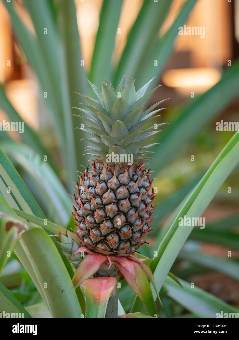 A pineapple, Ananas comosus, plant with fruit. Stock Photo