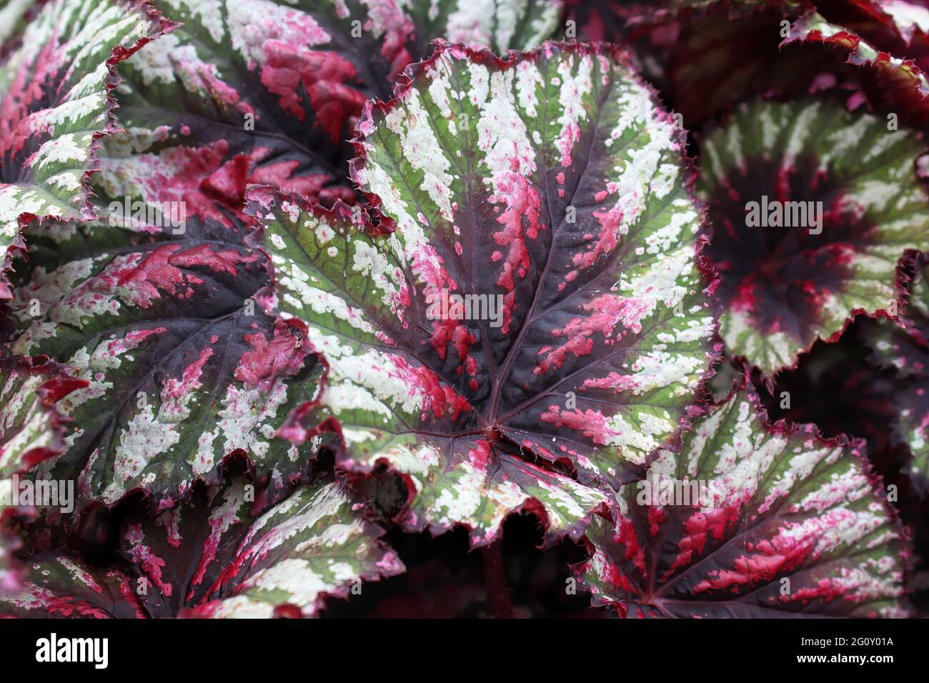 Begonia leaves hi-res stock photography and images - Alamy